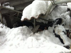 Crolli di stalle nelle Marche sotto il peso della neve, 8 febbraio 2012.. E' drammatica la situazione della zootecnia da latte nell'entroterra marchigiano a causa del maltempo. ''Se prima la situazione era gravissima per la carenza di cibo per gli animali e per la difficolta' a ritirare il latte dagli allevamenti, ora - affermano Massimo Stronati, presidente di Confcooperative Marche, e Patrizia Marcellini, presidente di Fedagri - la situazione e' divenuta veramente drammatica. I tetti delle stalle stanno crollando sotto il peso della neve ed e' in pericolo la vita degli allevatori e degli animali''. ANSA/ CONFCOOPERATIVE   +++ NO SALES - EDITORIAL USE ONLY ++